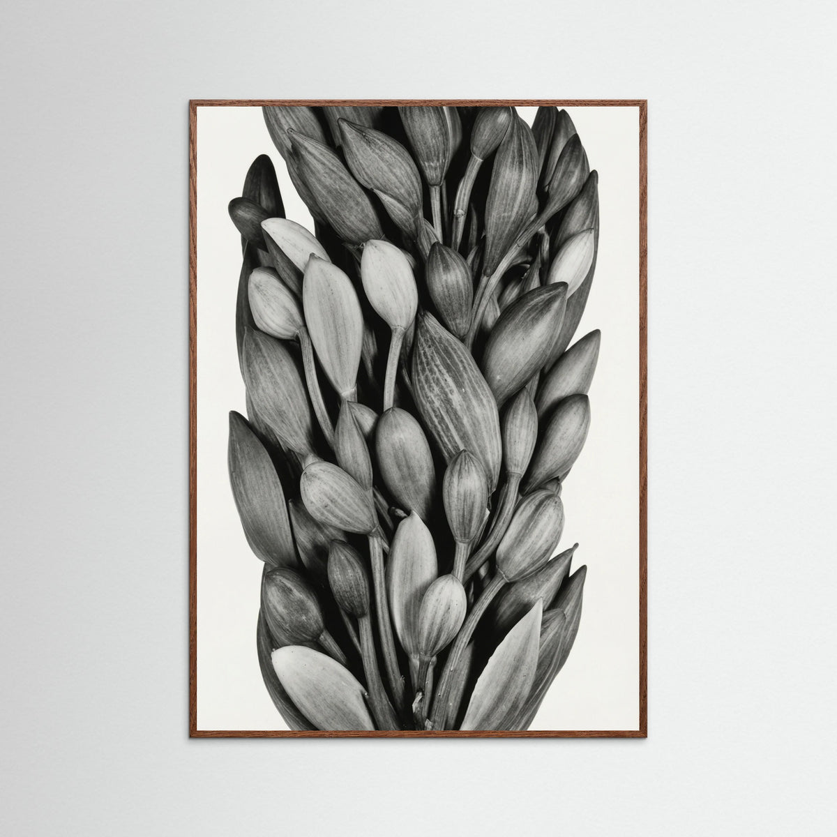 Oak Dark Budding Forms