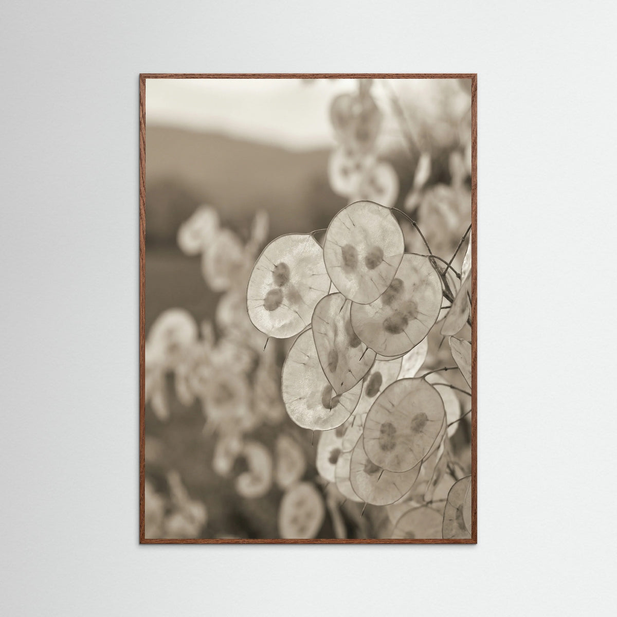 Oak Dark Coastal Fluff