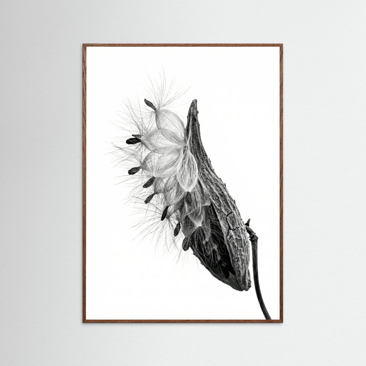 Oak Dark Dandelion Flight