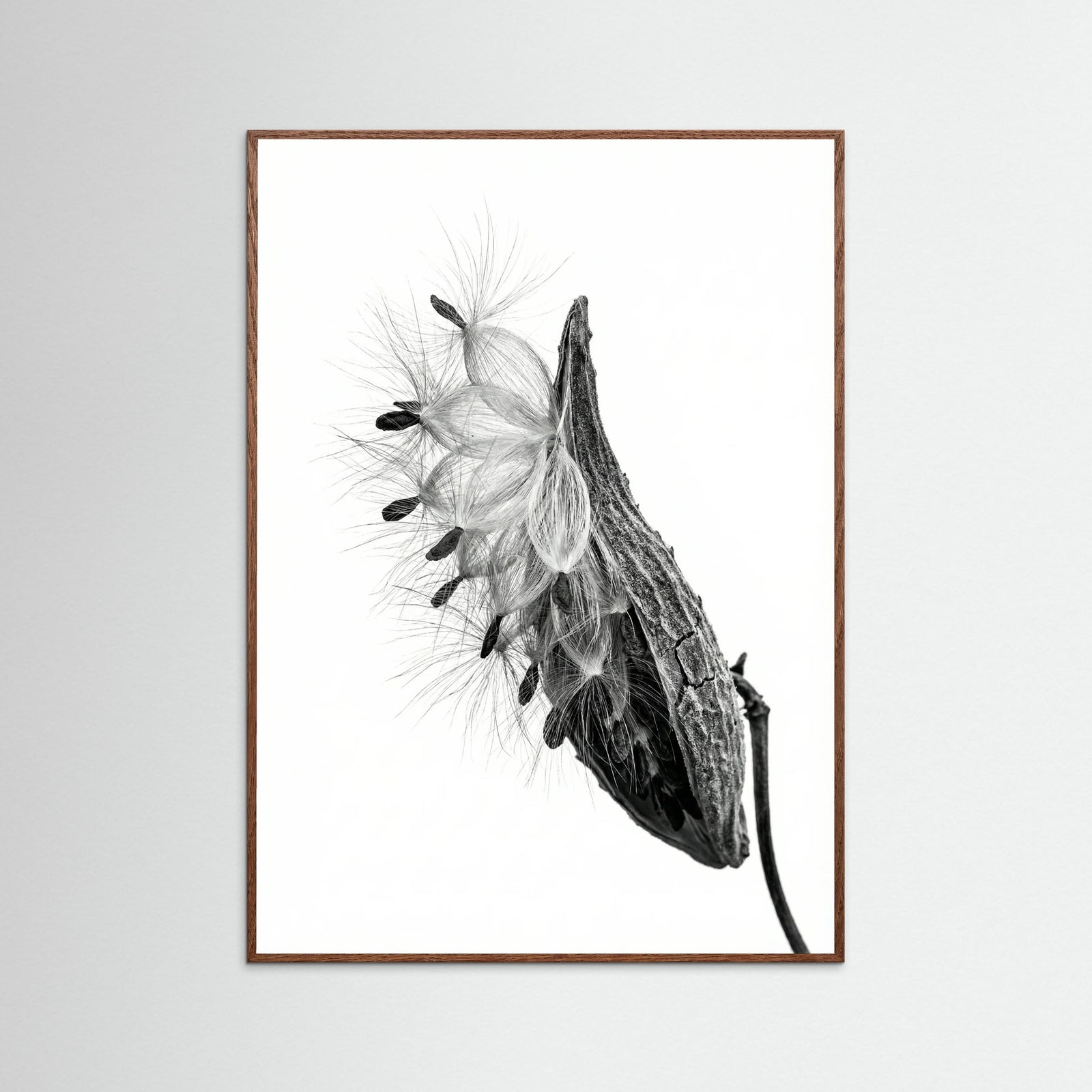 Oak Dark Dandelion Flight