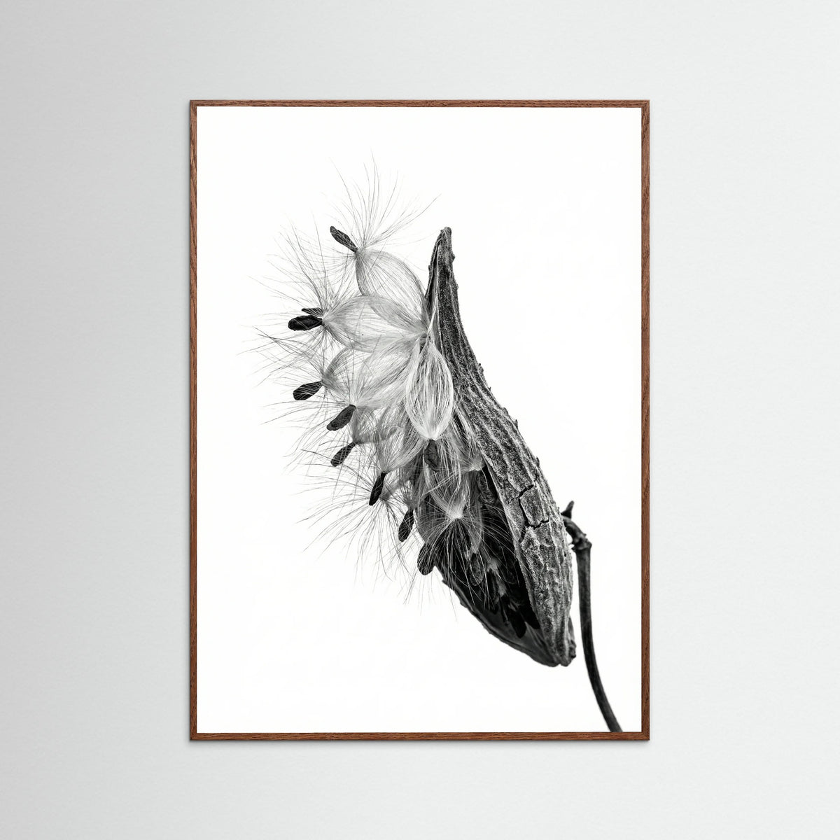 Oak Dark Dandelion Flight