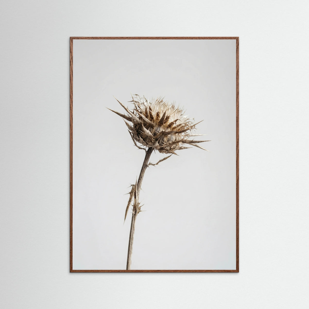 Oak Dark Dried Umbel Study