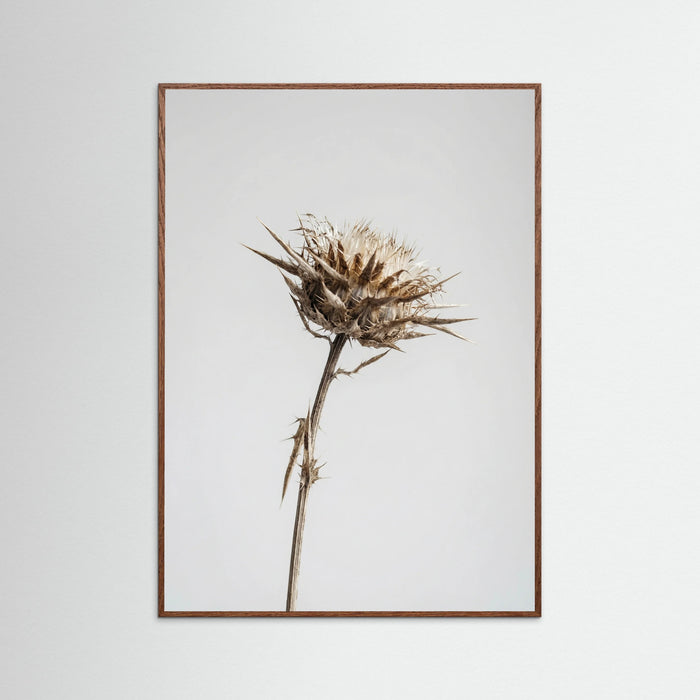 Oak Dark Dried Umbel Study