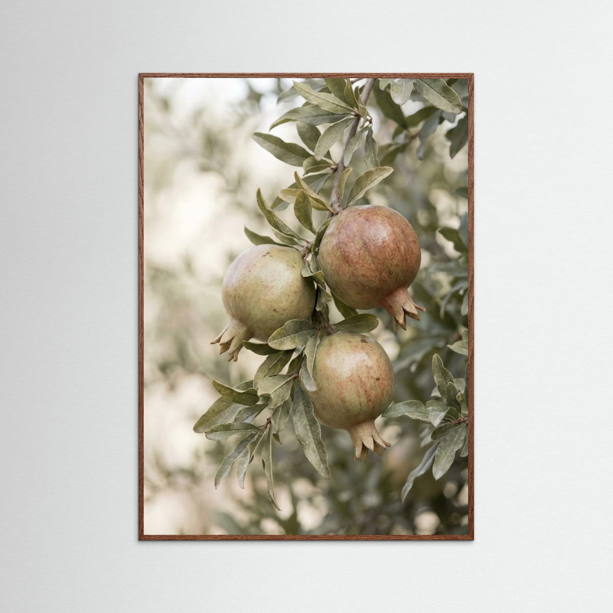 Oak Dark Green Olives