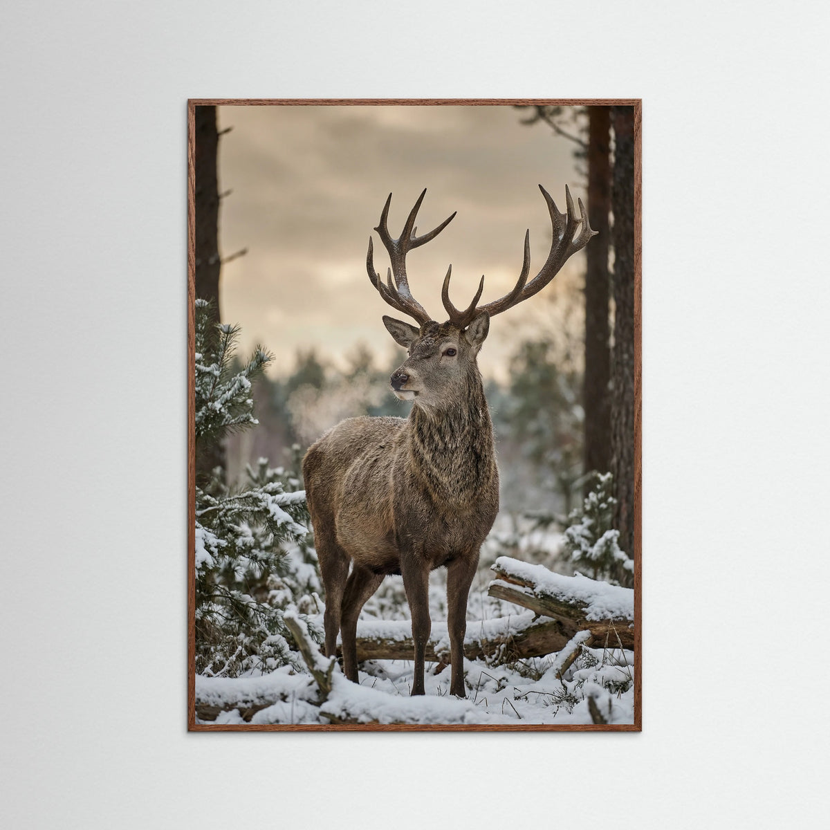 Oak Dark Highland Winter