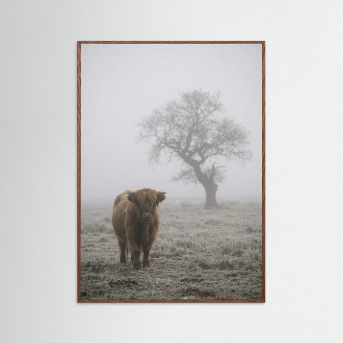 Oak Dark Misty Sheep