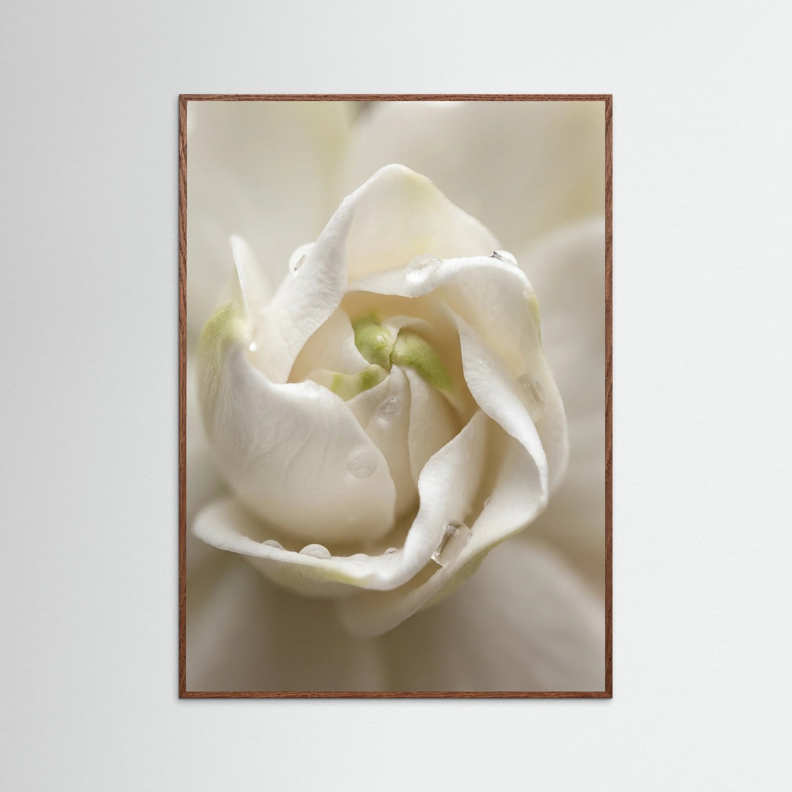 Oak Dark Quiet Bloom