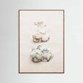 Poster Shells – poster e stampa artistica
