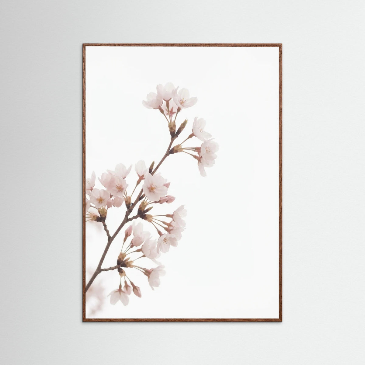 Oak Dark Soft Bloom Study