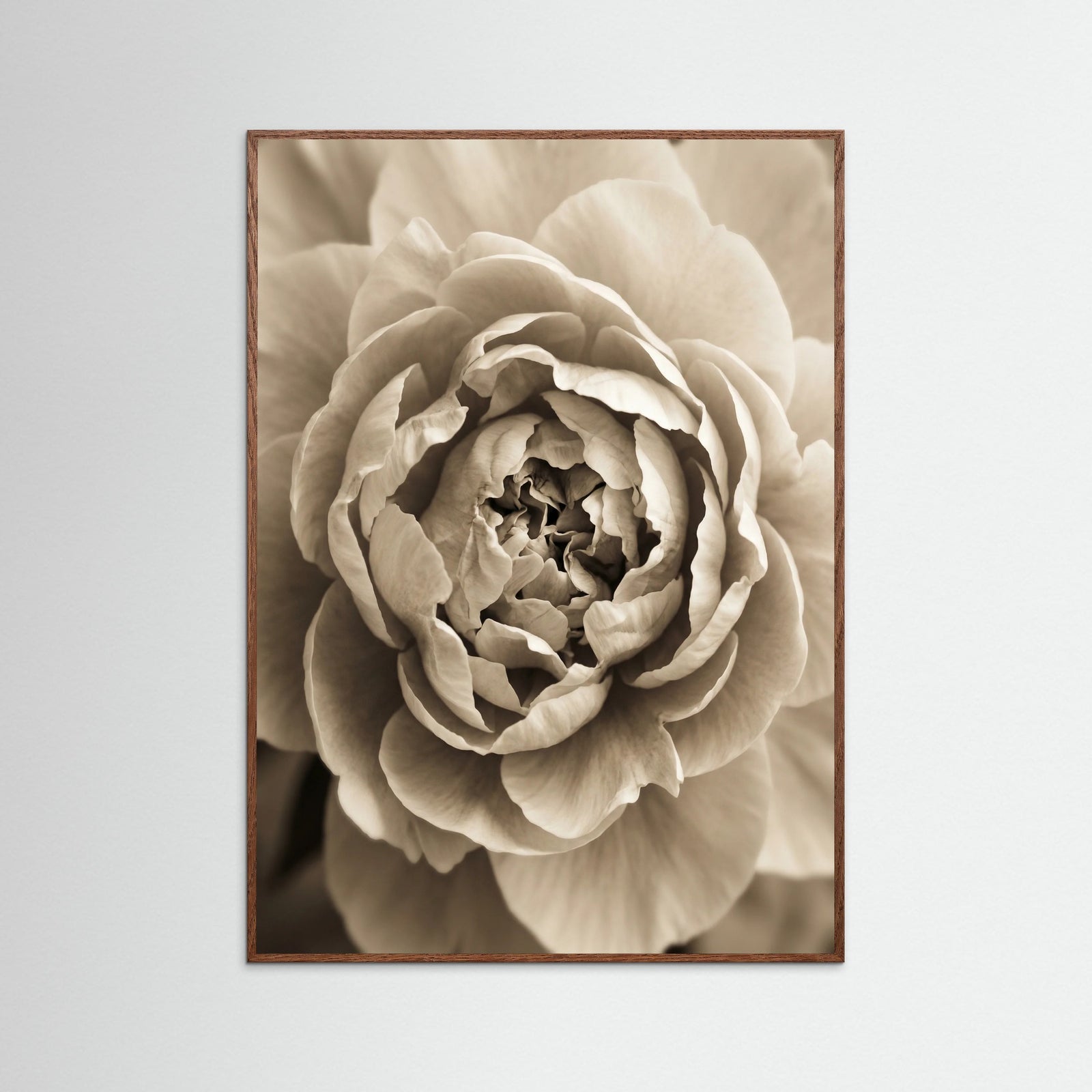 Oak Dark Soft Petals
