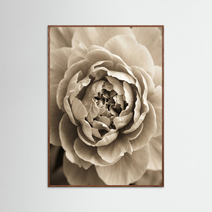 Oak Dark Soft Petals