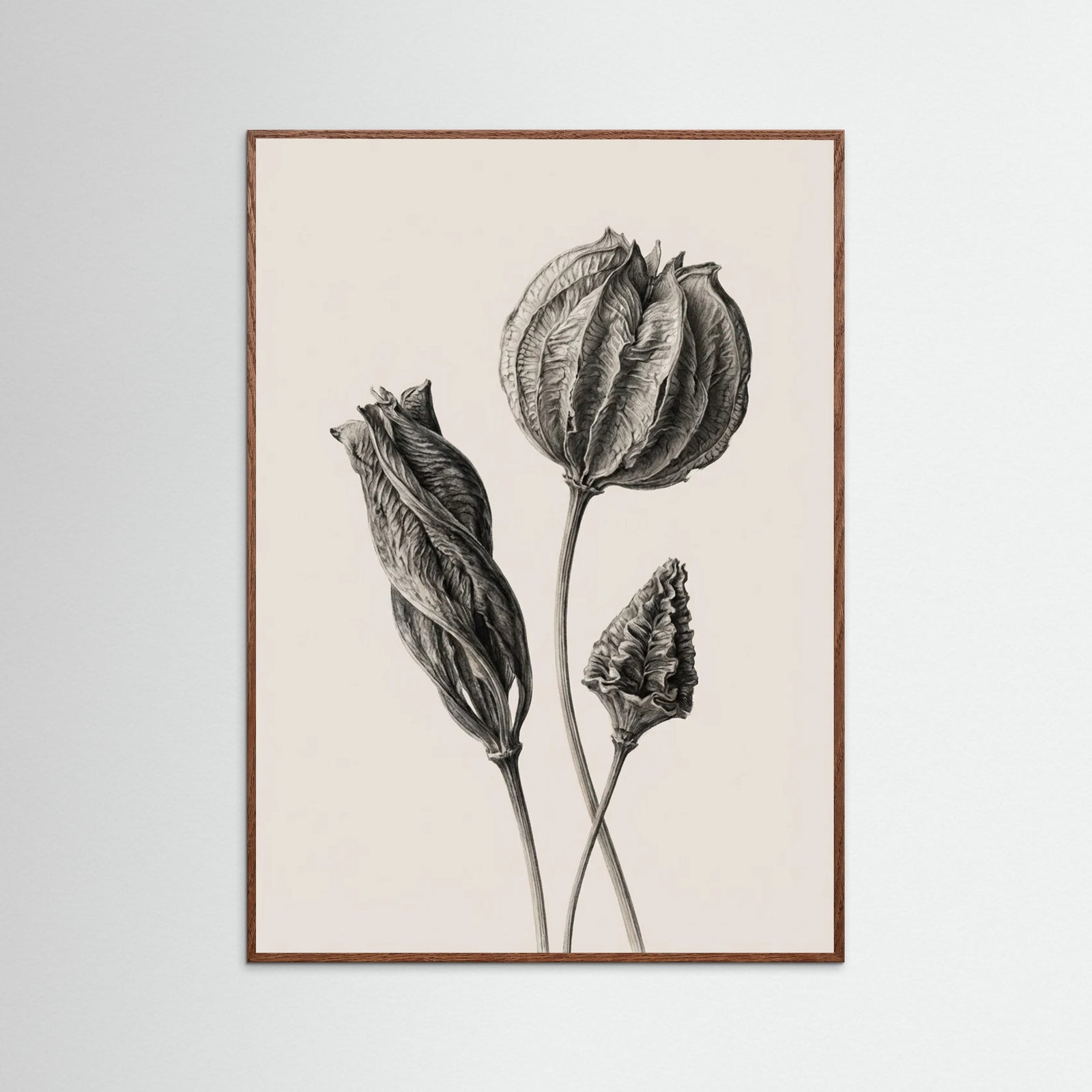 Oak Dark Solitary Bloom