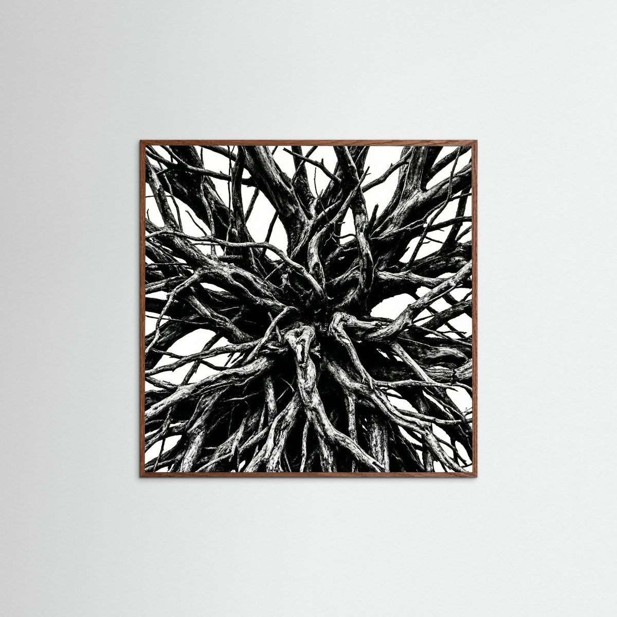 Oak Dark Square Dense Thicket