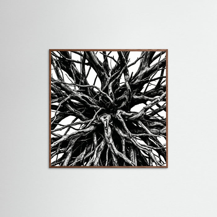 Oak Dark Square Dense Thicket
