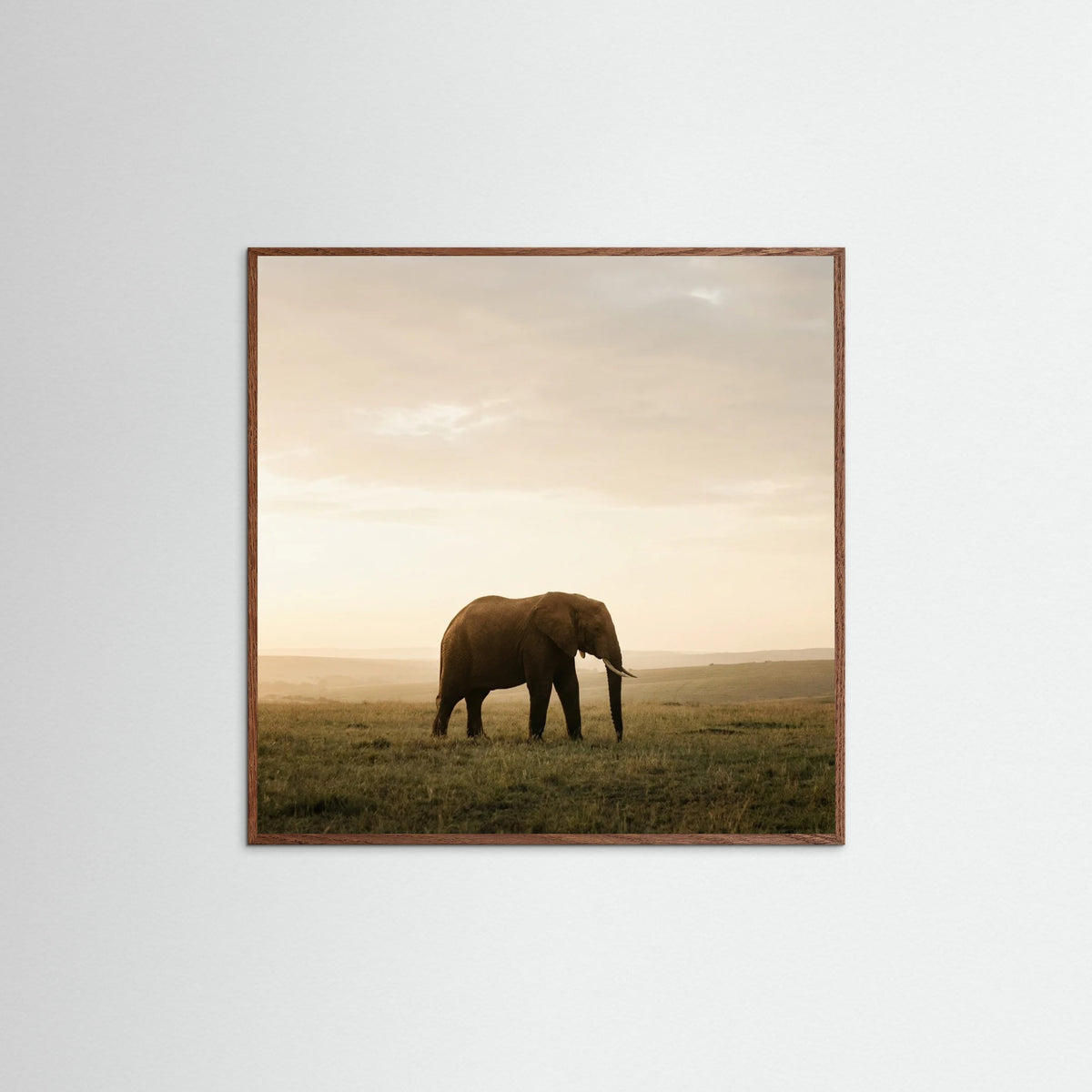 Oak Dark Square Golden Savannah Solitude