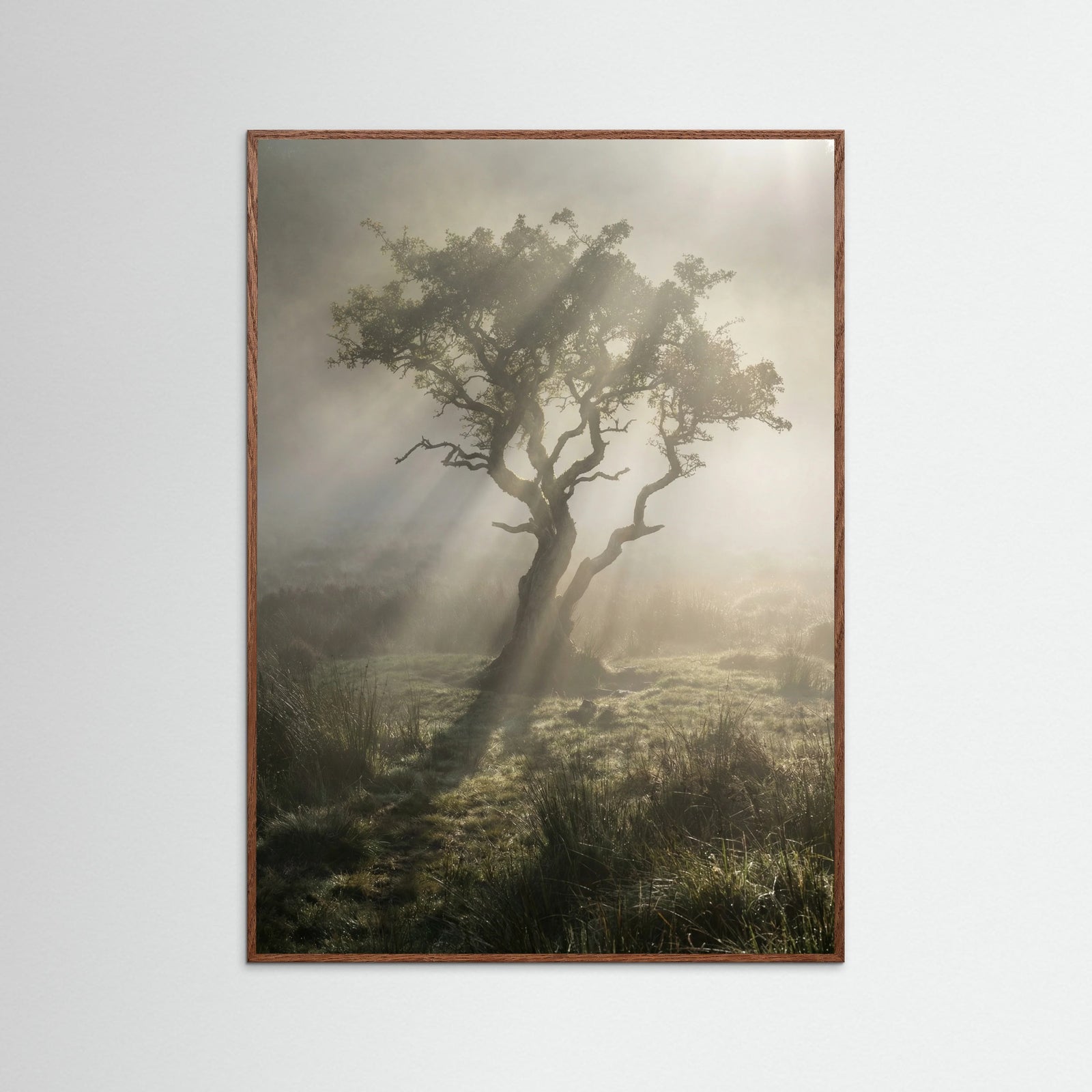 Oak Dark Sunlit Woods