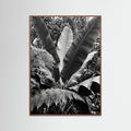 Oak Dark Tropical Canopy