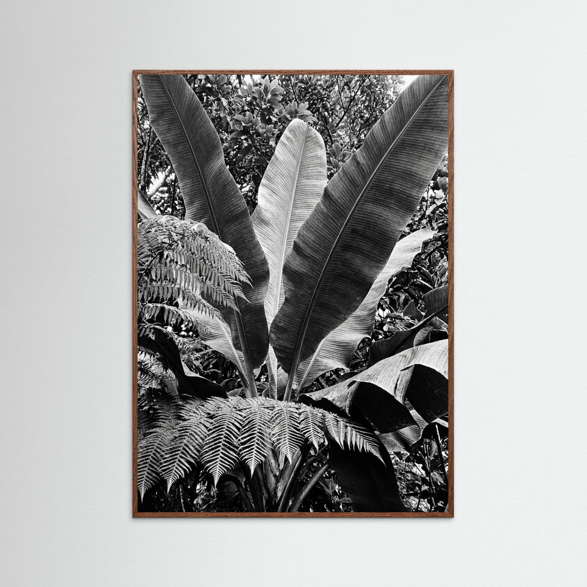 Oak Dark Tropical Canopy