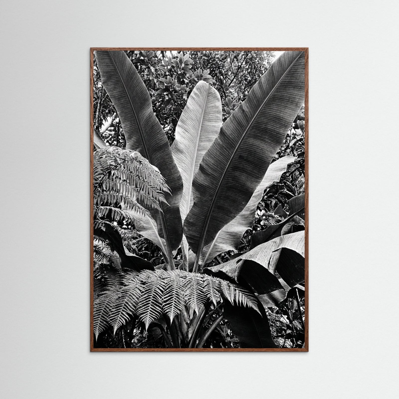 Oak Dark Tropical Canopy