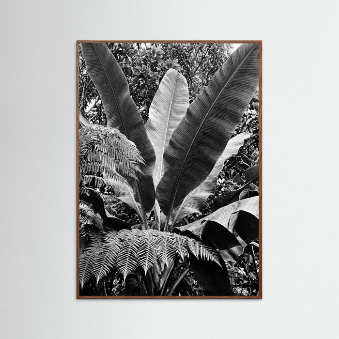 Oak Dark Tropical Canopy