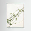 Oak Dark Verdant Calm