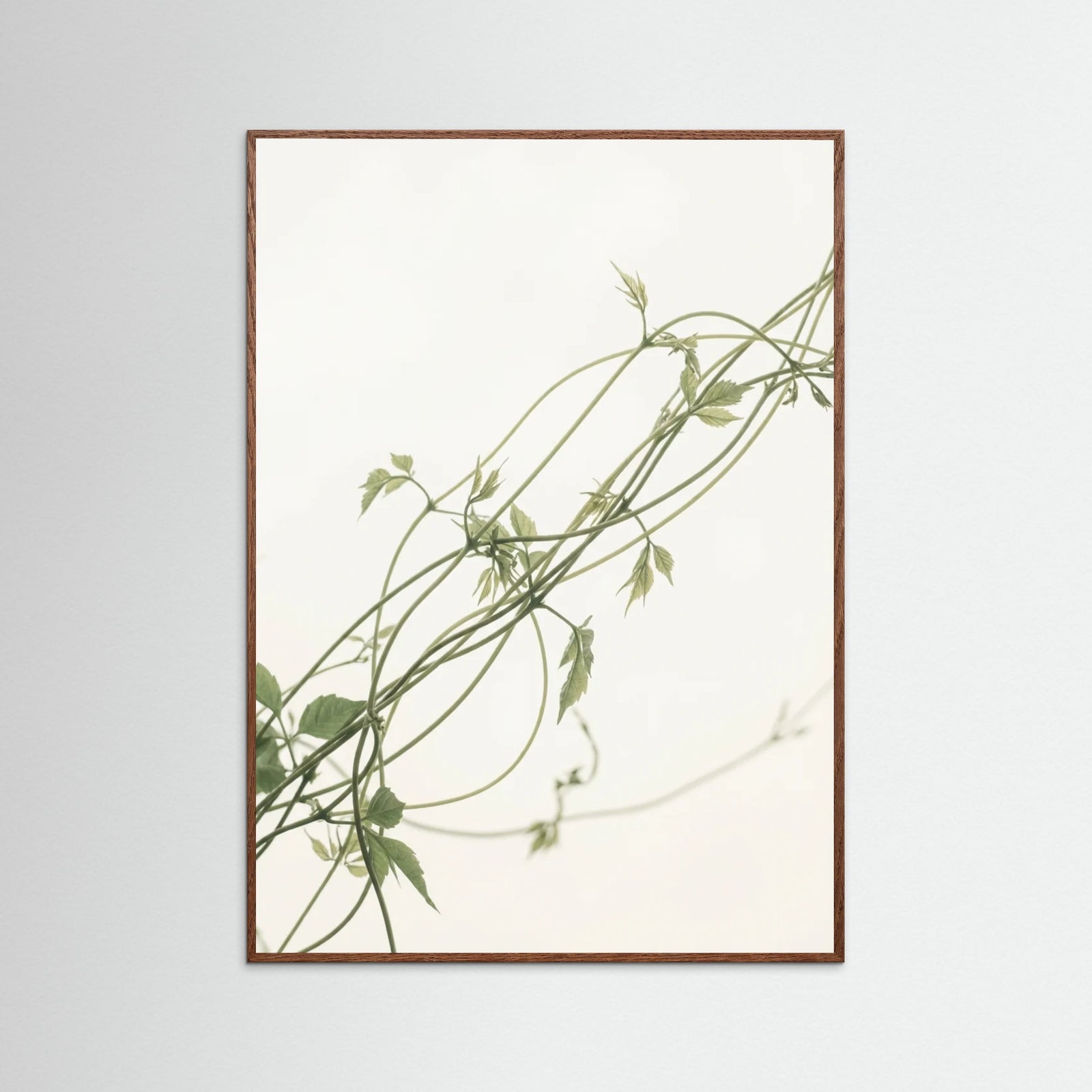Oak Dark Verdant Calm