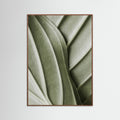 Oak Dark Verdant Folds
