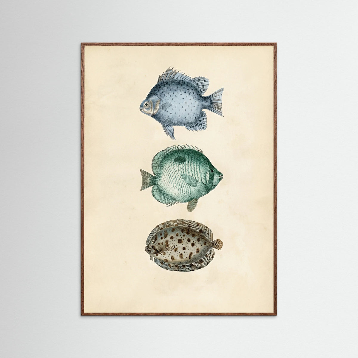 Oak Dark Vintage Ichthyology Studies