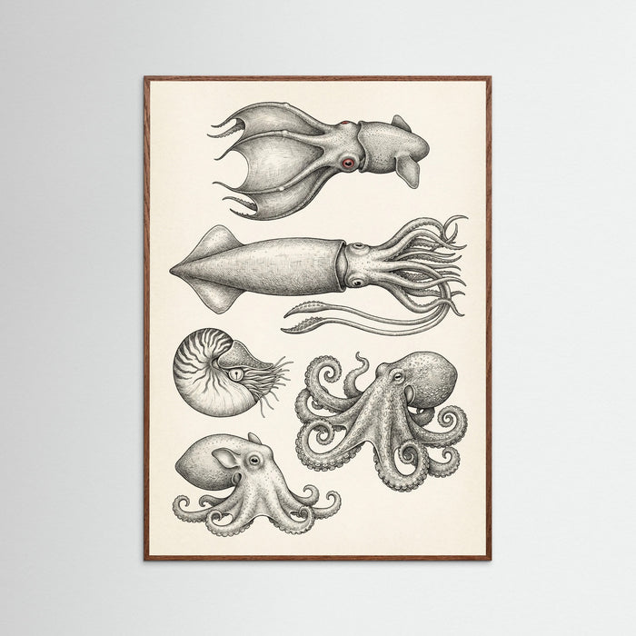 Oak Dark Vintage Shark Study