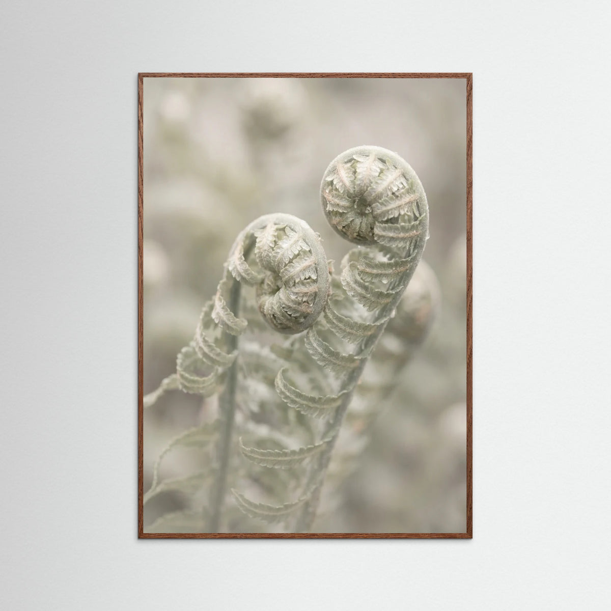 Oak Dark Whispering Petals