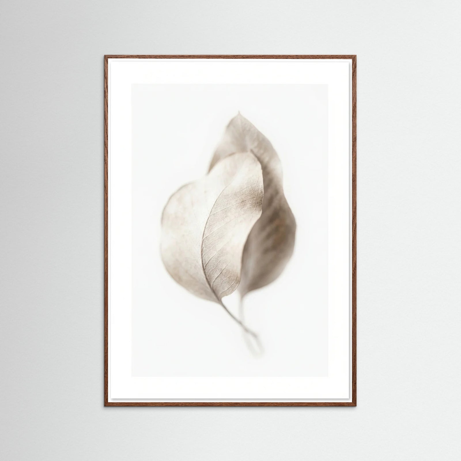 Oak Dark Whispering Plumes