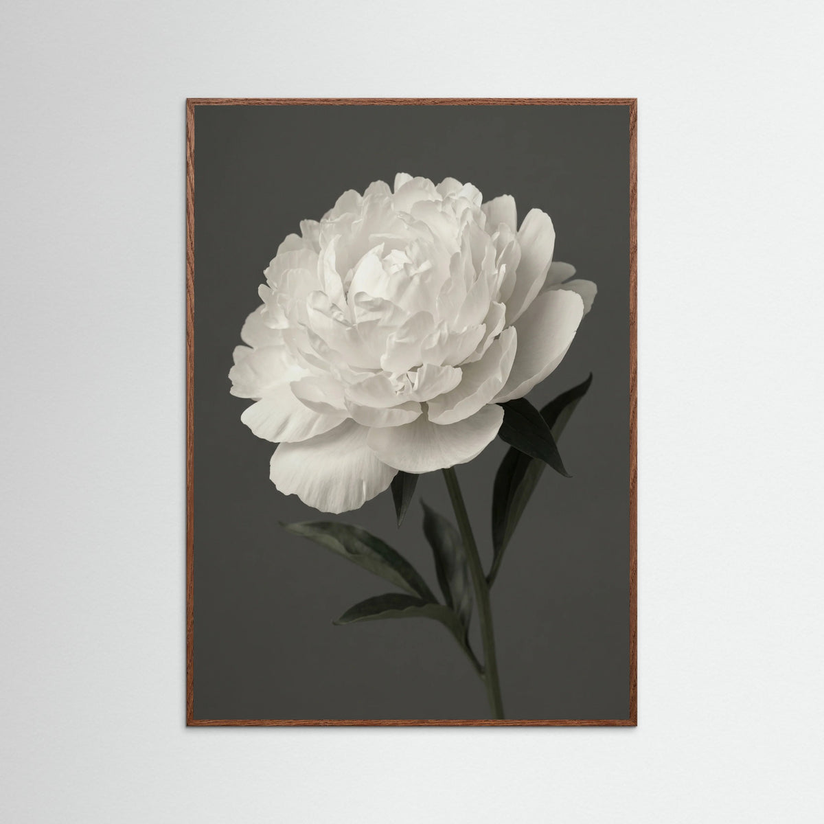 Oak Dark White Iris Grace