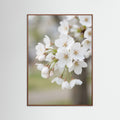 Oak Dark White Magnolia Bloom