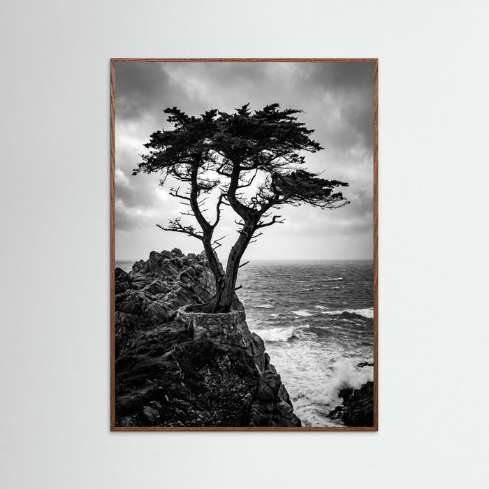 Oak Dark Windblown Grace