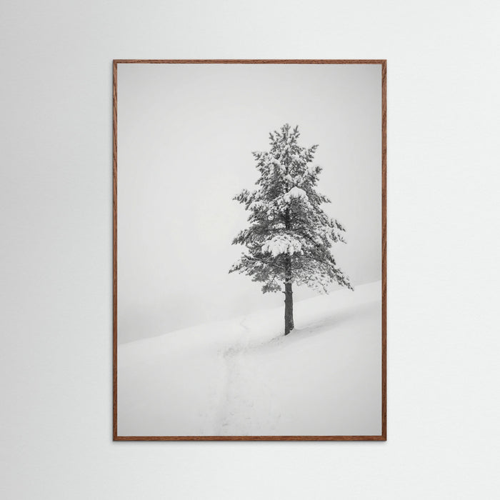 Oak Dark Winter Ascent