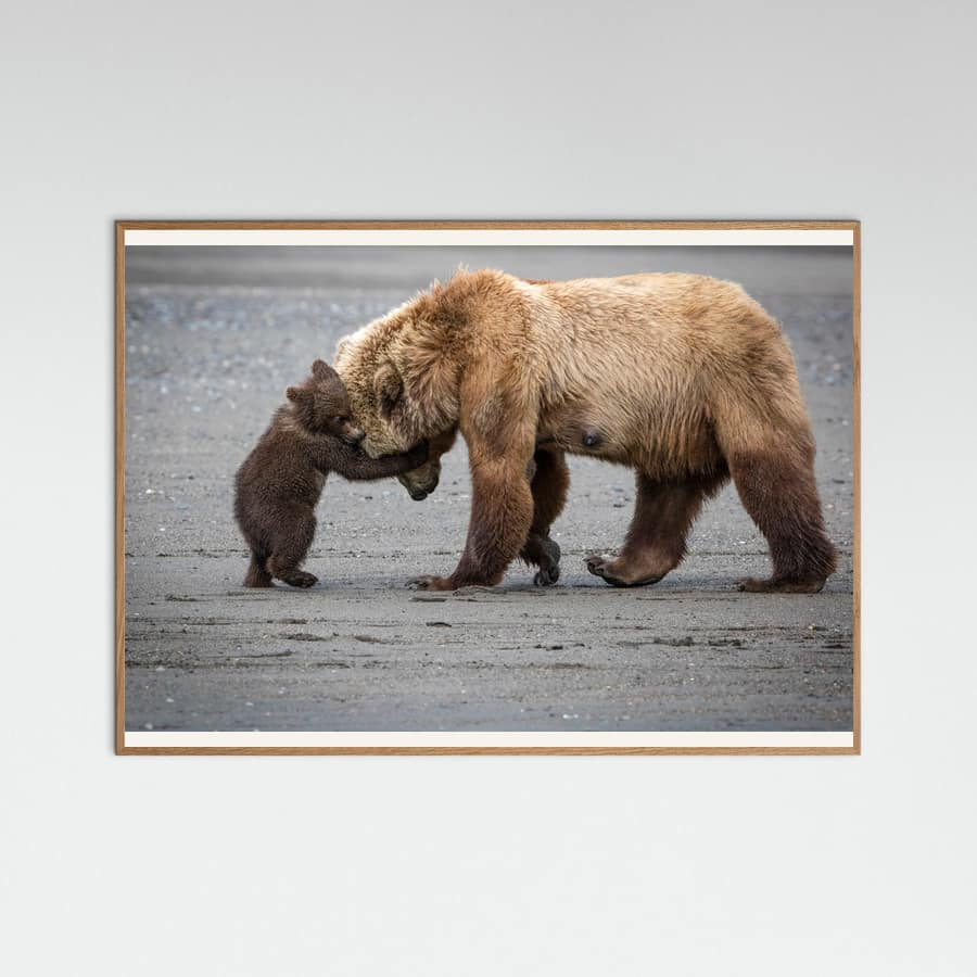 A Little Bear Hug -juliste – juliste ja taidepainatus