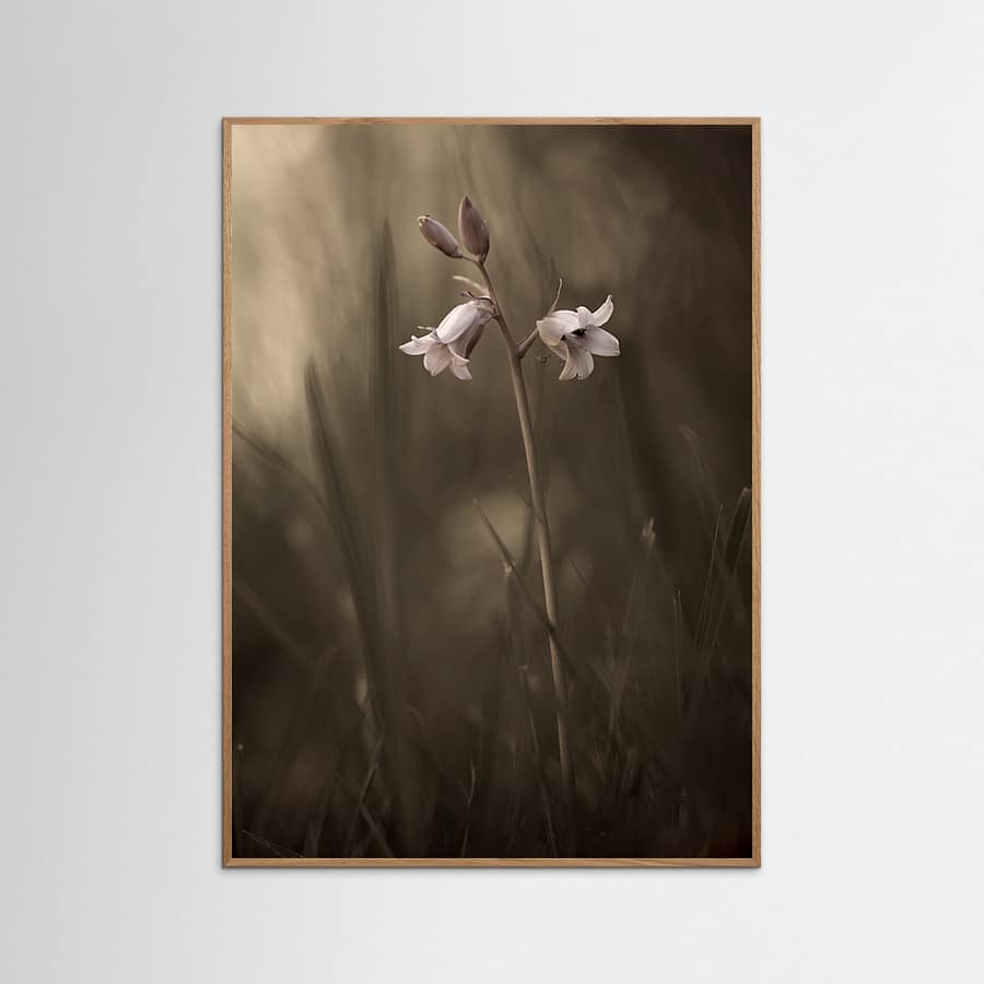A small flower on the ground -juliste