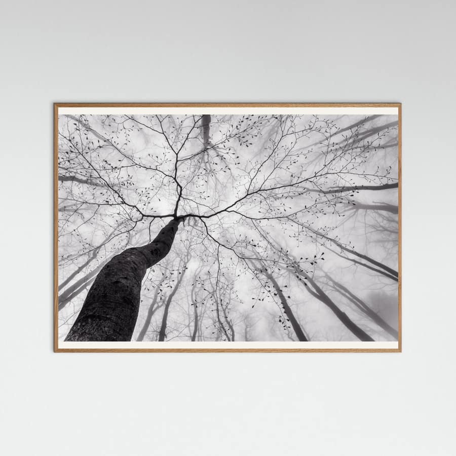 A view of the tree crown Poster – Poster und Kunstdruck
