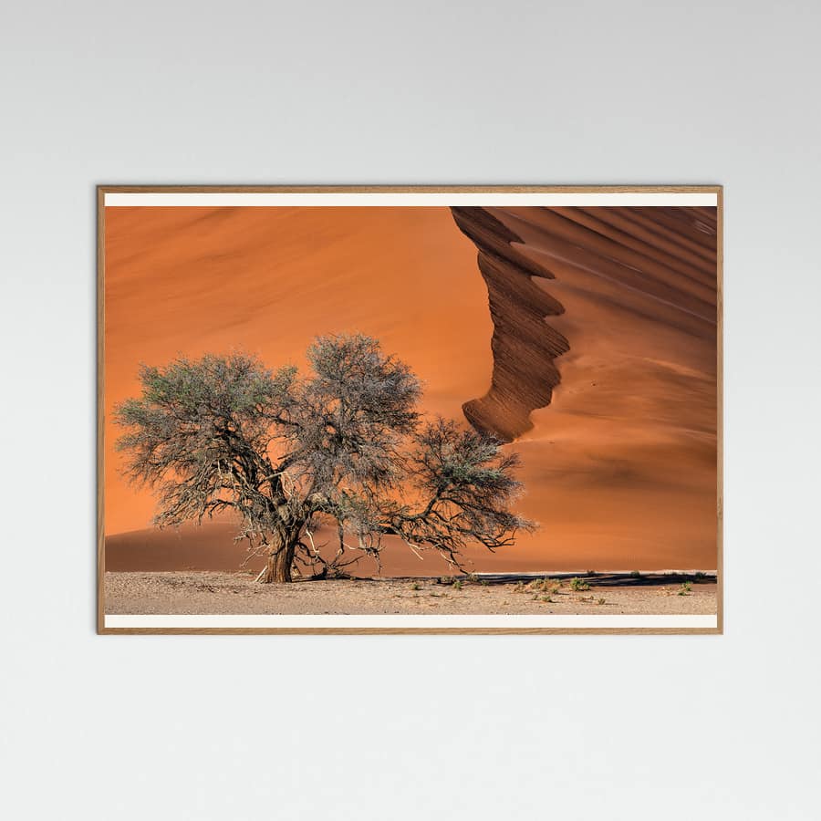 Acacia in the desert Poster – poster en kunstdruk