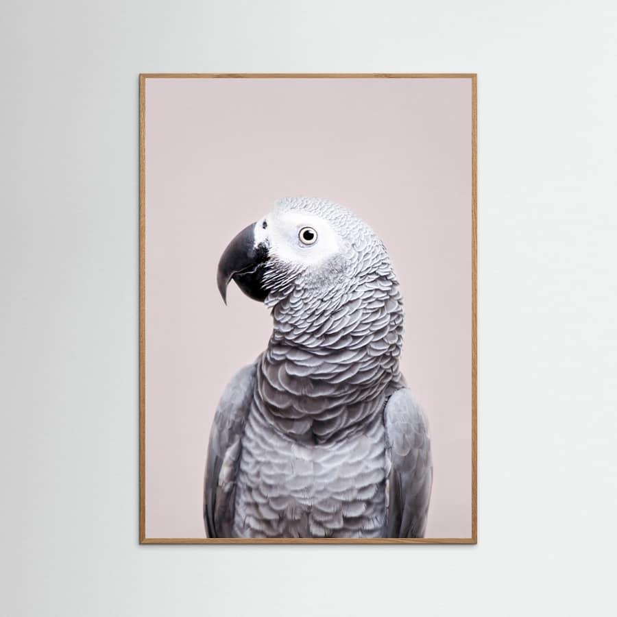 African Grey Poster – poster and art print