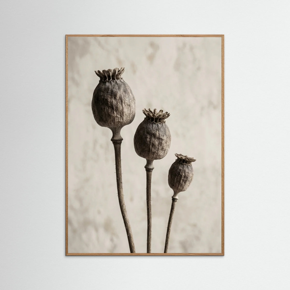 Oak Nature Aged Botanica