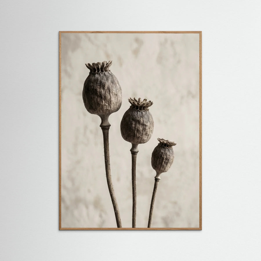 Aged Botanica