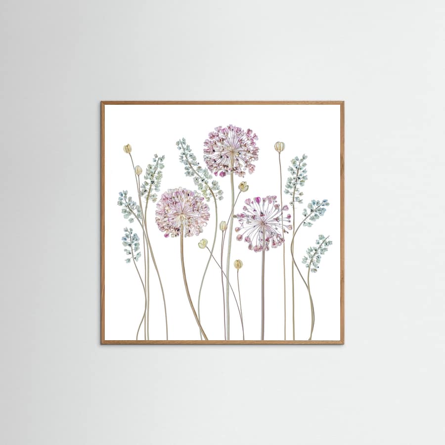 Allium Poster – poster and art print