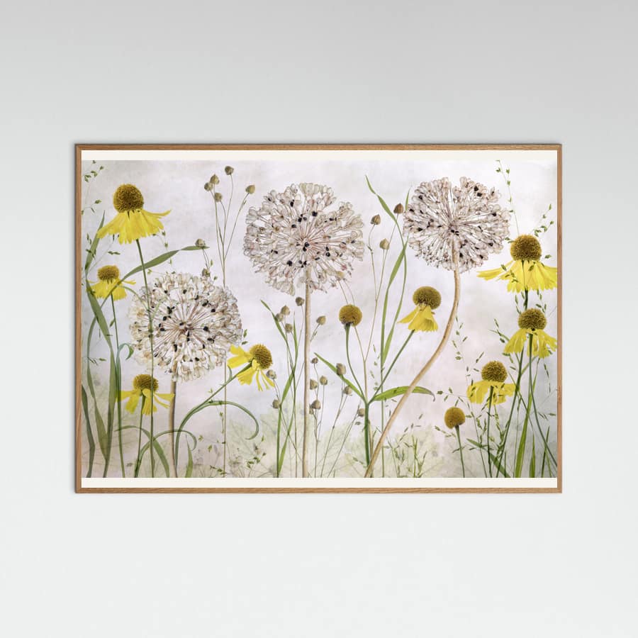Alliums and heleniums Poster – poster and art print