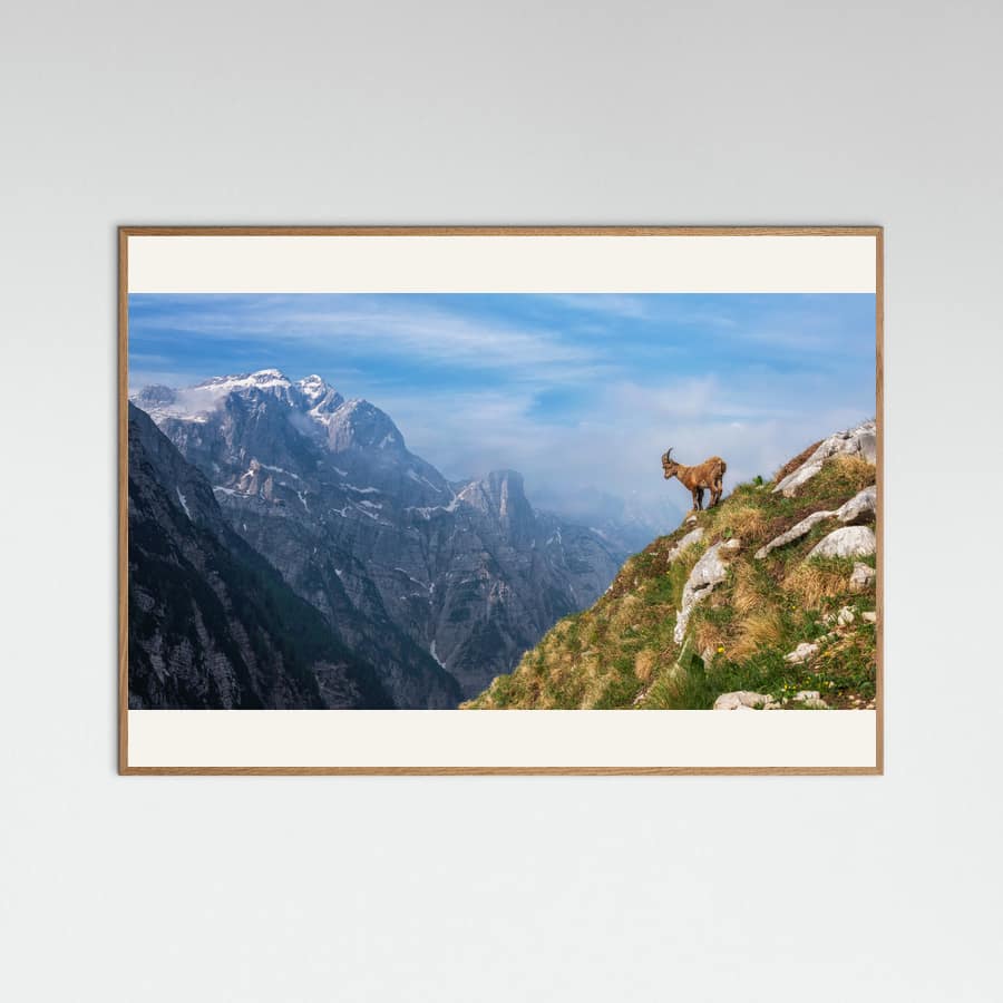 Alpine Ibex in the mountains -juliste – juliste ja taidepainatus