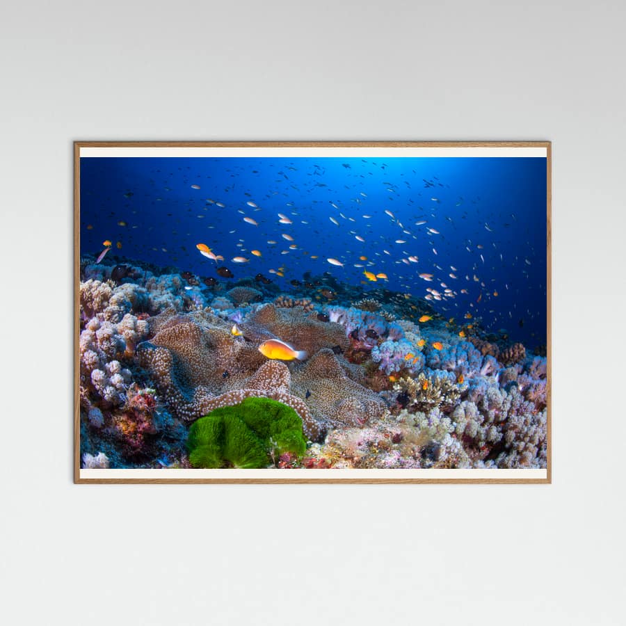 Anemon and Anthias Poster – Poster und Kunstdruck