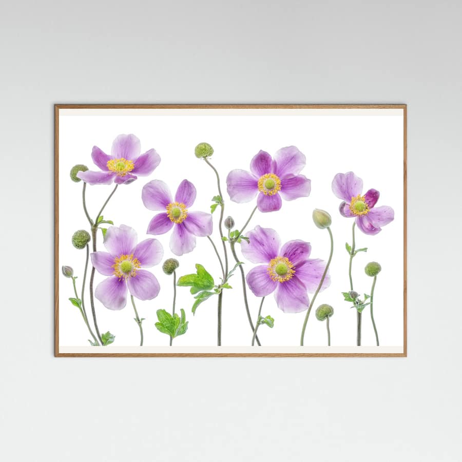 Anemone Japonica Poster