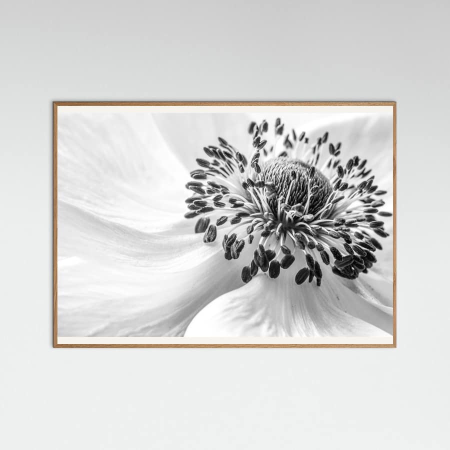 Anemone Poster – poster and art print