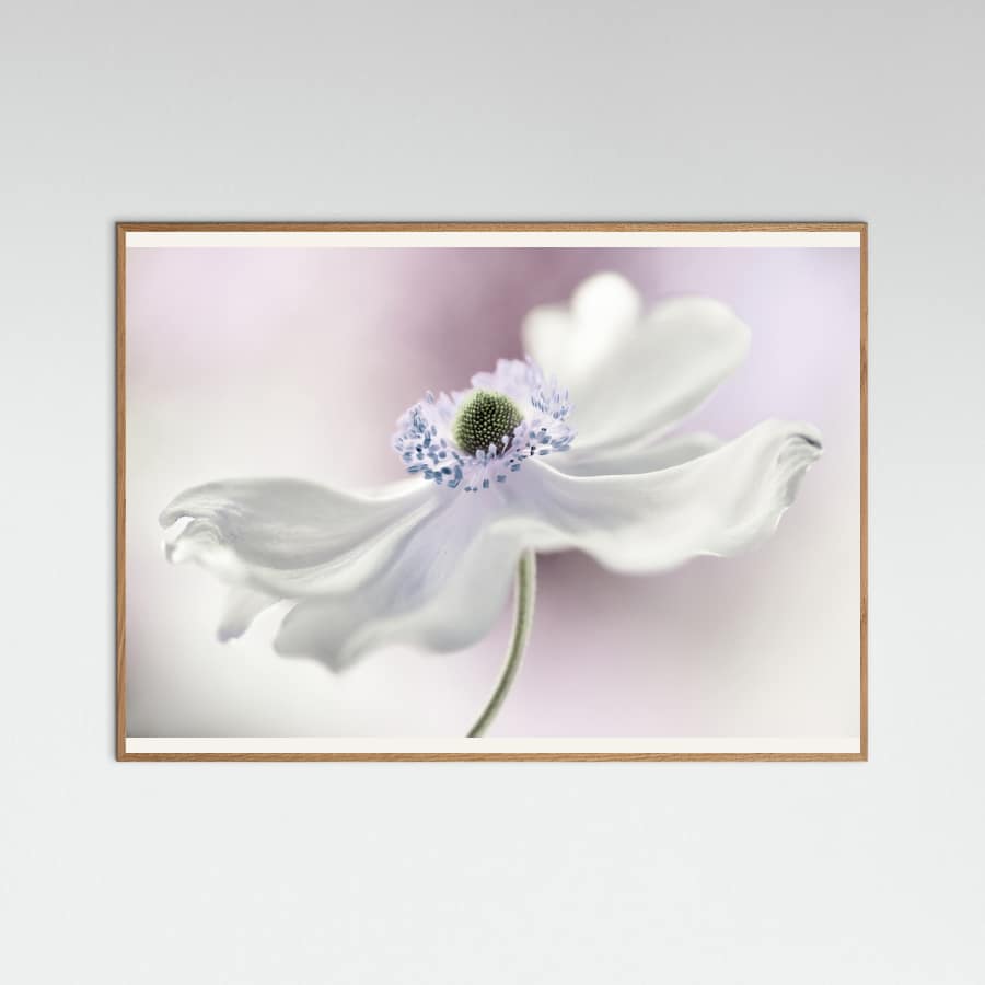 Anemone breeze Poster – poster and art print