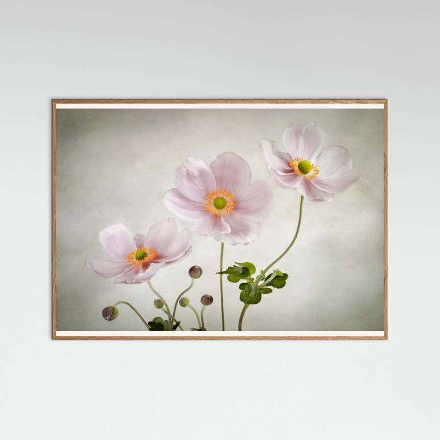 Póster Anemones